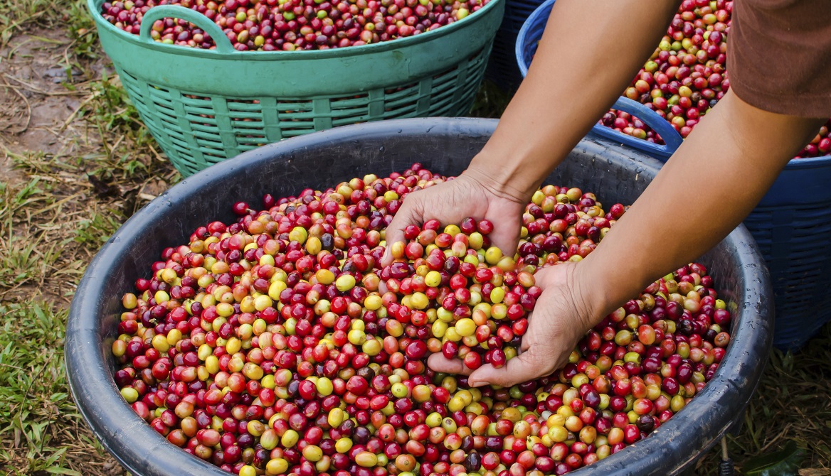 harvest
